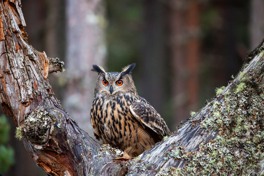 Eagle owl, bubo bubo in the forest
