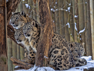 Female Snow leopard, Uncia ounce, with subadult chick