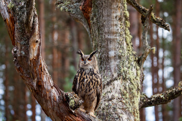 Eagle owl, bubo bubo in the forest