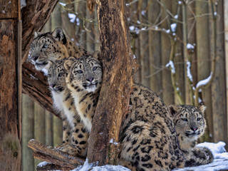 Female Snow leopard, Uncia ounce, with subadult chick