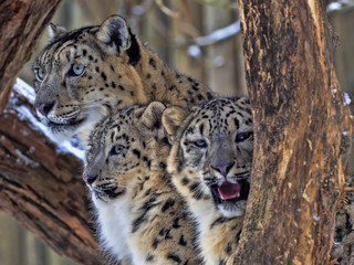 Fototapeta premium Female Snow leopard, Uncia ounce, with subadult chick