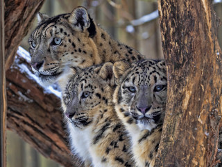 Female Snow leopard, Uncia ounce, with subadult chick