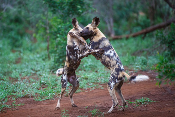 African Wild dog playing in Zimanga Game Reserve - South Africa