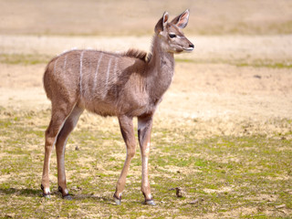 Naklejka na ściany i meble Juvenile greater kudu (Tragelaphus strepsiceros) standing on sand
