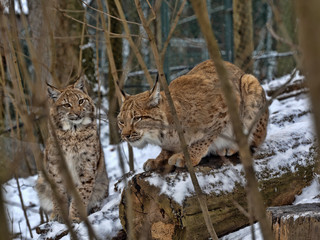 Scandinavian lynx, Lynx l. Lynx females with chicks
