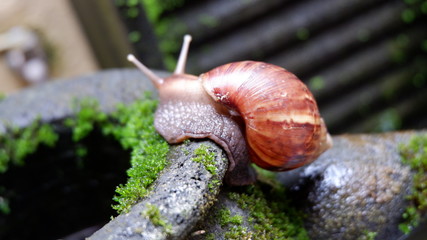 SNAILS ON MOSSY BLACK STONES IN THE PARK