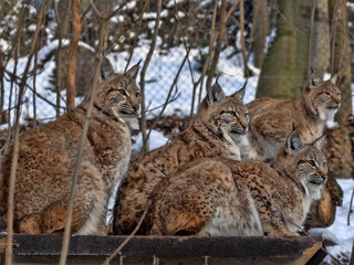 Scandinavian lynx, Lynx l. Lynx females with chicks