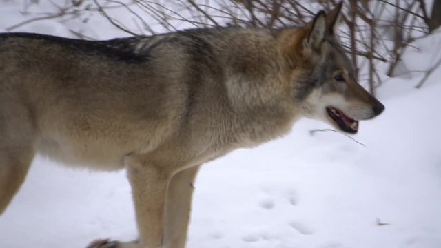 gray wolf walking in the snow, slow motion