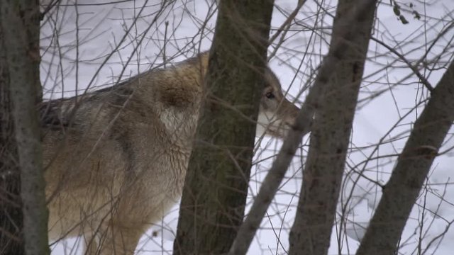 wolf looking out of the trees, slow motion