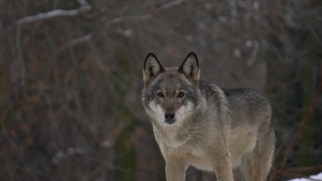gray Wolf looks, slow motion