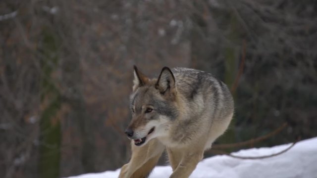 gray Wolf looks, slow motion