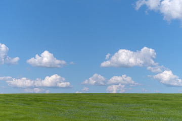 Fototapeta premium Wheat field with cloudy blue sky