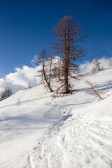 Panoramic view of the sunny snow-covered landscape above the Alpe Devero in Piedmont, Italy.