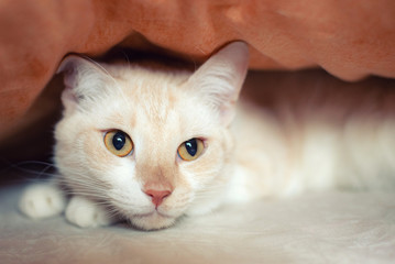 A cute cat looks out from under the blankets