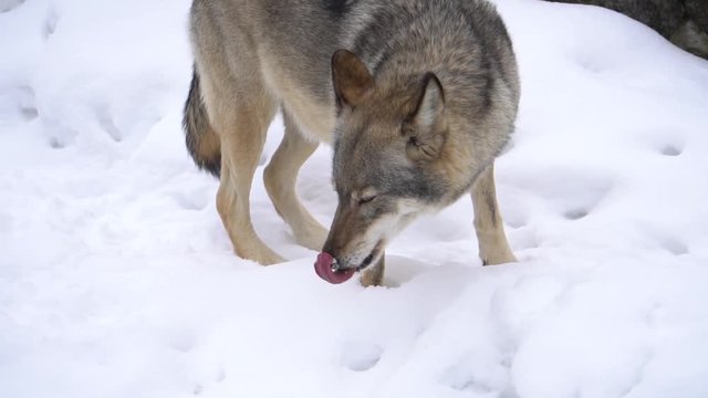 wolf eating snow, slow motion