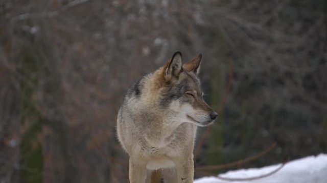gray Wolf looks, slow motion