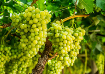 Large ripe clusters of white table grapes on the vine.