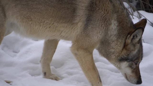 wolf goes on the trail, slow motion