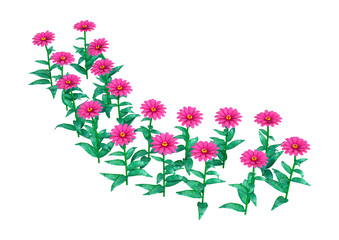 3D Rendering Pink Gerbera Flowers on White