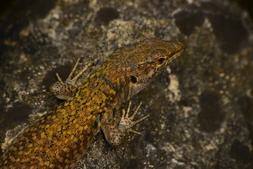 lizard