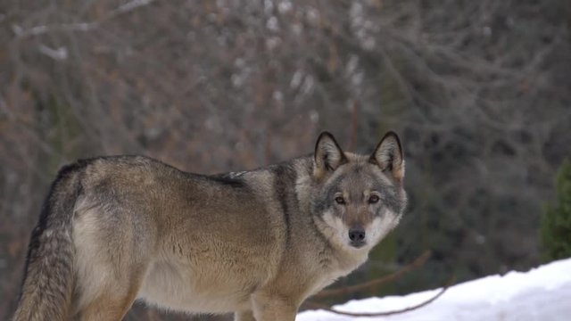 gray Wolf looks, slow motion