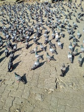 Indian pigeons in group