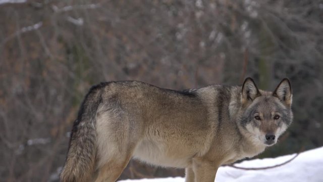 gray Wolf looks, slow motion