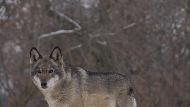 gray Wolf looks, slow motion