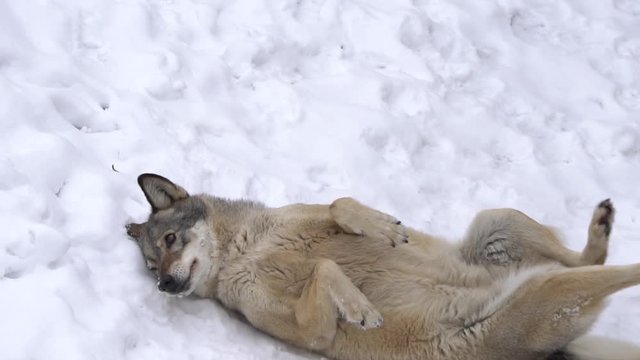 wolf rolls on the snow, slow motion