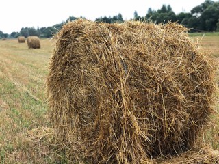 Haystack on the slanted field in the fresh summer morning in August