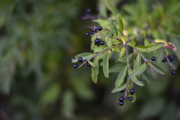 Beeren schöne Pflanze im Wald