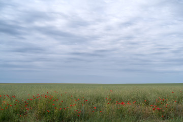 Agricultural landscape in Podolia region of Ukraine