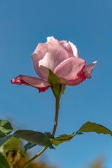 Fototapeta premium Stem with leaves and bud of a pink rose against the blue sky close-up
