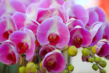 Blooming phalaenopsis, indoors