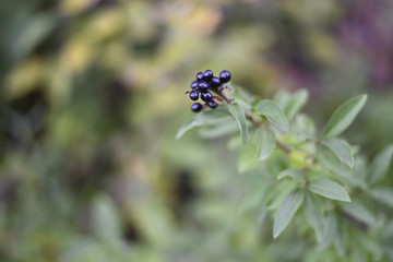 Beeren schöne Pflanze im Wald