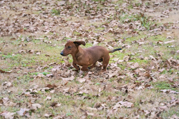 Wiener / dachshund dog running through the leaves on a cold fall morning. 