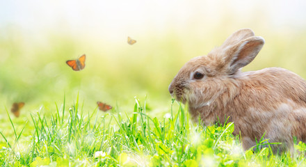 Hintergrund für Ostern, Häschen mit Schmetterlingen auf einer sonnigen grünen Wiese, viel Textfreiraum