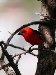 Red Fody bird perching in natural habitat