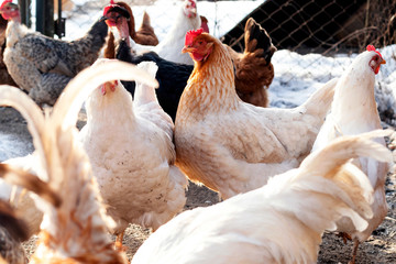 Chickens eat grain. Chicken Farm.