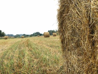 Haystack on the slanted field in the fresh summer morning in August
