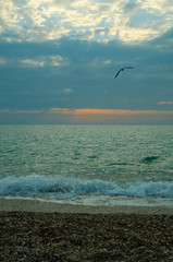 seagull on beach