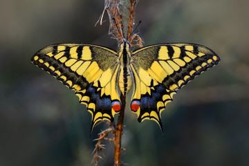 Closeup  beautiful butterflies sitting on flower