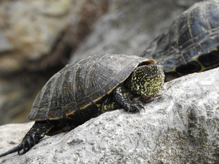 Red-eared turtle in the pond close-up