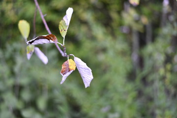 Grüne Pflanze in mitten der schönen grünen Natur