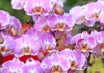 Fototapeta na wymiar Blooming phalaenopsis, indoors