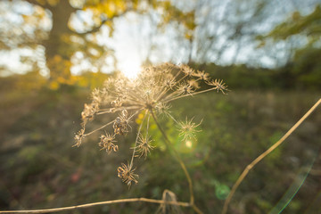 Obraz premium Pflanze im Wald in der Herbstzeit schön Lichtstimmung.
