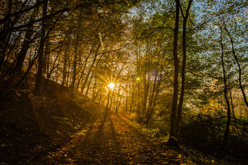 Bäume im Wald in der Herbstzeit schön Lichtstimmung.