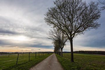 Waldbäume in der Herbstzeit in mitten der schönen grünen Natur