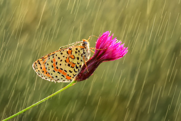 Closeup  beautiful butterflies sitting on flower © blackdiamond67
