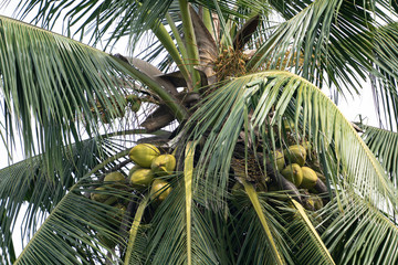 Coconut Palm